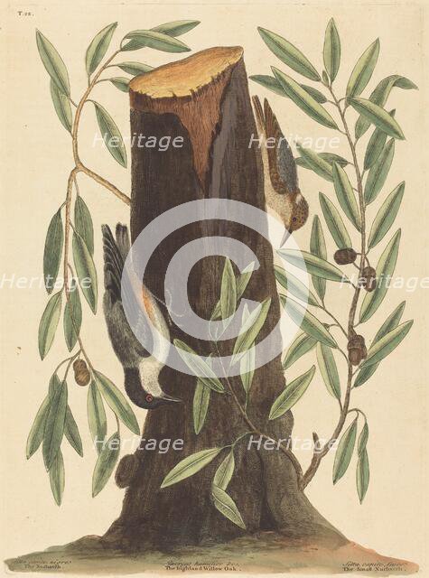 The Nuthatch (Sitta Europaea), published 1754. Creator: Mark Catesby.