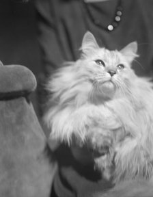 Von Karlowski cat, portrait photograph, 1920 Sept. 2. Creator: Arnold Genthe.