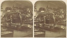 The Megatherium, British Museum, 1850s. Creator: Roger Fenton.