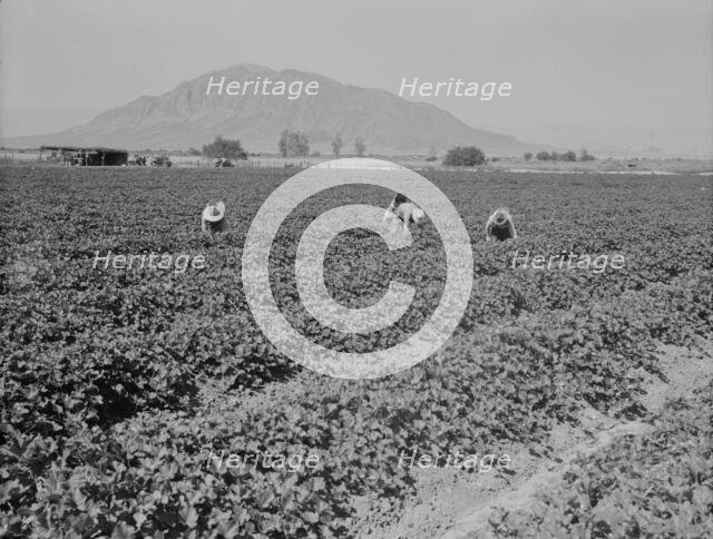 Mexicans picking cantaloupes, Imperial Valley, California, 1937. Creator: Dorothea Lange.