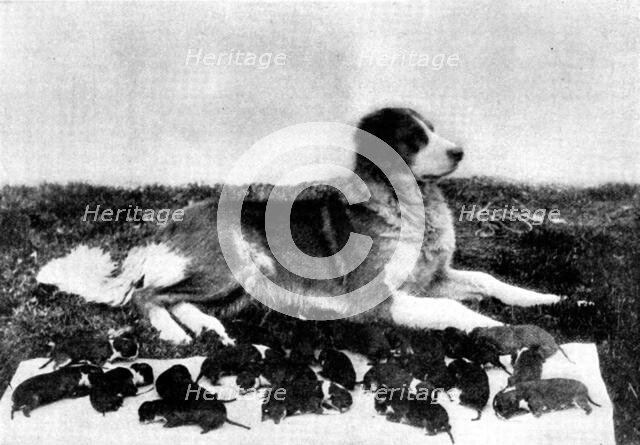 The St. Bernard, Lady Millard, and her litter of twenty-one pups, 1895. Creator: H. W. Harold.