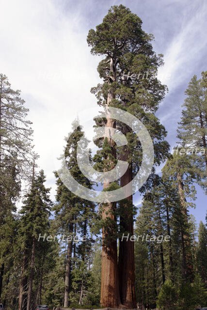 Grant Grove, Kings Canyon, California, USA, 2022. Creator: Ethel Davies.