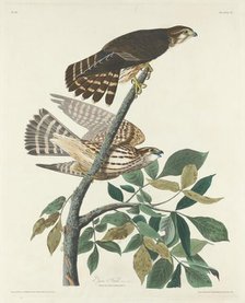 Pigeon Hawk, 1830. Creator: Robert Havell.