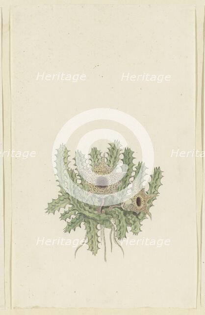 Huernia barbata (Masson) Haw., 1777-1786. Creator: Robert Jacob Gordon.