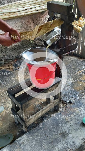 Pressing sugar cane to obtain juice demonstration in the woods of the outskirts of Trinidad, Cuba, Creator: Ethel Davies.
