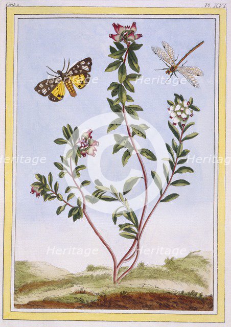 Le Petit arbousier des Aples (Mountain heather),  pub. 1776. Creator: Pierre Joseph Buchoz (1731-1807).