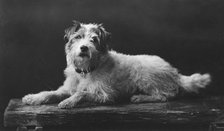 Caesar, King Edward's favourite dog, 20th century. Artist: Unknown
