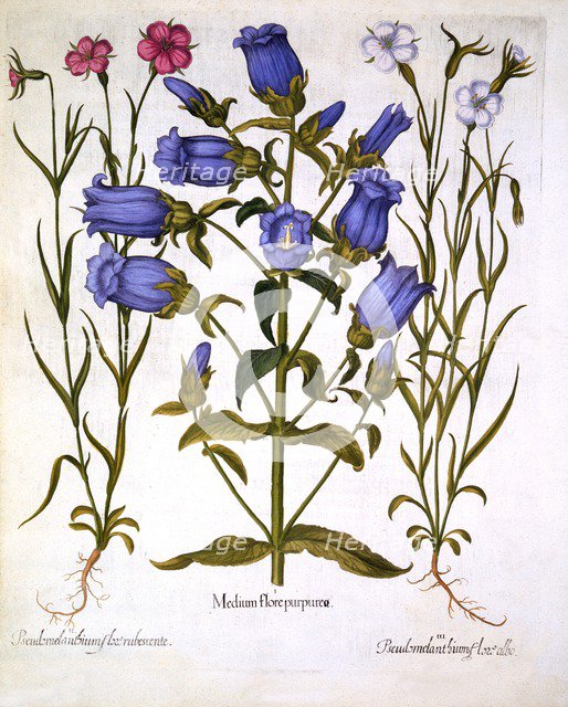 Canterbury Bells, and Corn Cockles, from 'Hortus Eystettensis', by Basil Besler (1561-1629), pub. 16