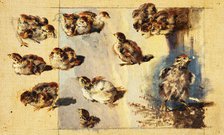 Study of Chicks, 1840-1850. Creator: Friedrich Carl von Scheidlin.