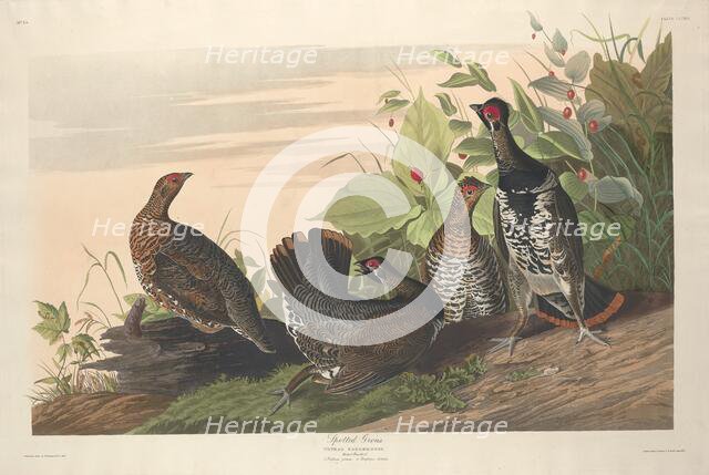 Spotted Grous, 1833. Creator: Robert Havell.