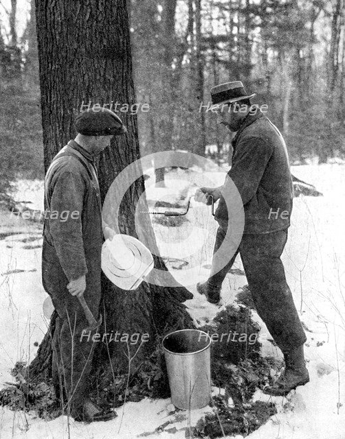 Tapping for maple syrup, Canada, 1936.Artist: Canadian Government