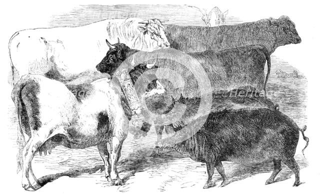 Prize Cattle and Pigs at the Paris Universal Agricultural Exhibition, 1856.  Creator: Unknown.