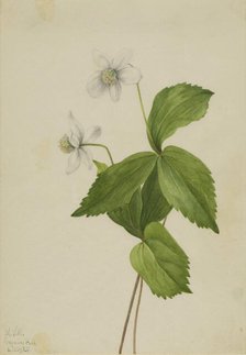 Forest Anemone (Anemone deltoidea), 1925. Creator: Mary Vaux Walcott.