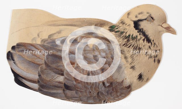 Pigeon, study. Creator: Ferdinand von Wright.