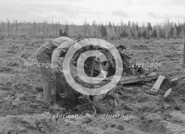 Ex-lumber mill worker clears eight-acre field after..., Boundary County, Idaho, 1939. Creator: Dorothea Lange.