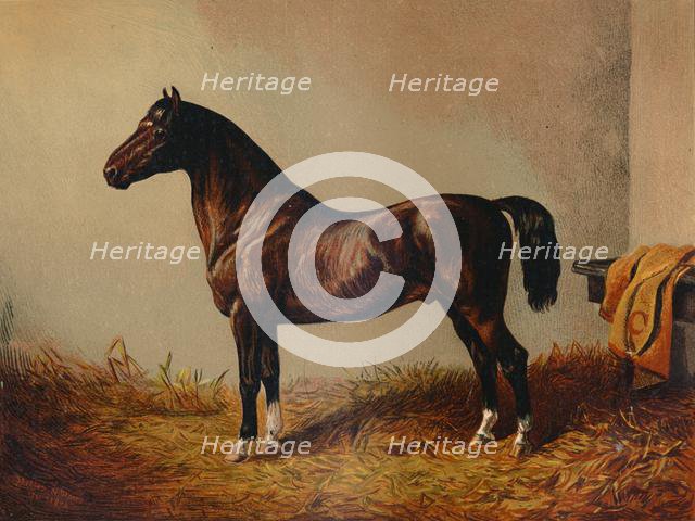 'Entire Pony Hack "Don Carlos", c1897. Creator: Unknown.