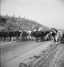 Bringing cattle in from the range, Contra Costa County, California, 1938. Creator: Dorothea Lange.