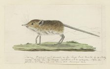 Macroscelides proboscideus (Round-eared elephant shrew), 1779-1780. Creator: Robert Jacob Gordon.