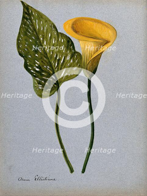 Yellow arum lily (Zantedeschia elliottiana): inflorescence and leaf Creator: Unknown.