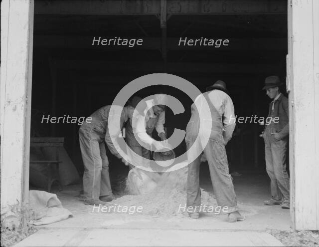 Farmers sack mixed grasshopper bait...Oklahoma, 1937. Creator: Dorothea Lange.