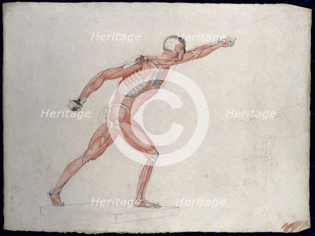 Skeletal and myologic structure of the 'Borghese Gladiator' statue: the figure is..., (1833?). Creator: Johann Conrad Zeller.