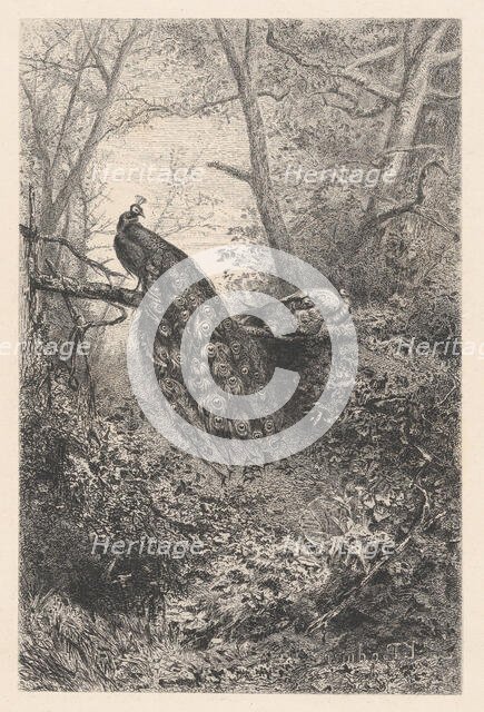 Peacocks on a Branch, ca. 1860. Creator: Karl Bodmer.