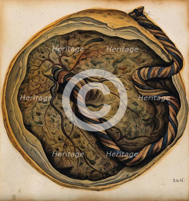 The placenta and umbilical cord, 1800-1860. Creator: John Lizars.