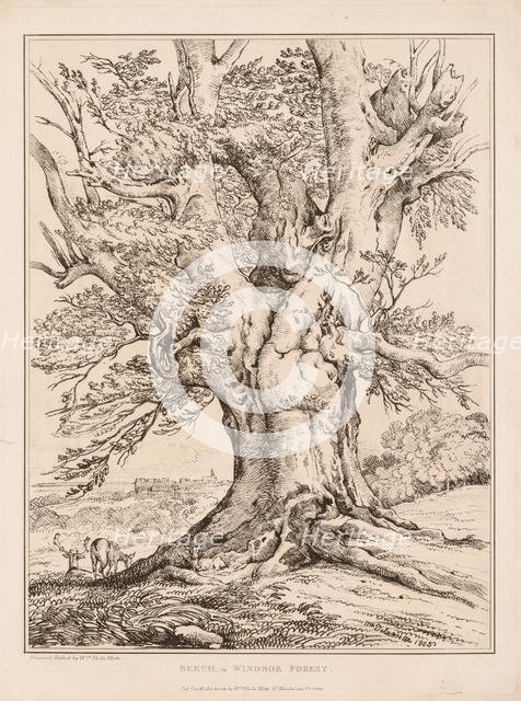 Beech in Windsor Forest, 1805. Creator: William Alfred Delamotte (British, 1775-1863).