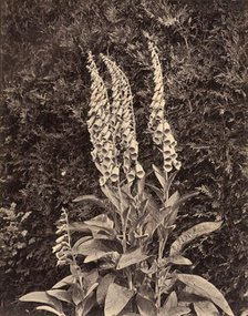 Foxgloves, c. 1860s. Creator: Frank Mason Good.