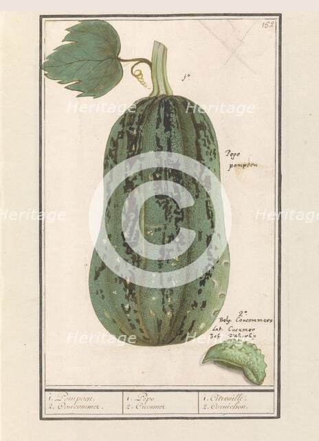 Pumpkin (Cucurbita pepo), 1596-1610. Creators: Anselmus de Boodt, Elias Verhulst.