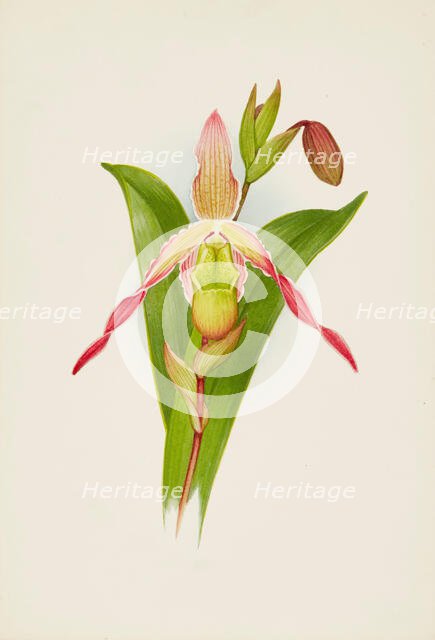 Orchid: Cypripedium, 1906. Creator: Frederick William Bolas.