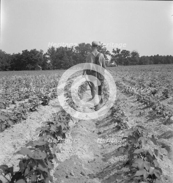 White tenant farmer works on shares, North Carolina, 1936. Creator: Dorothea Lange.