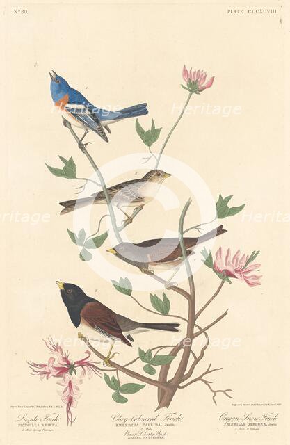 Lazuli Finch, Clay-colored Finch and Oregon Snow Finch, 1837. Creator: Robert Havell.