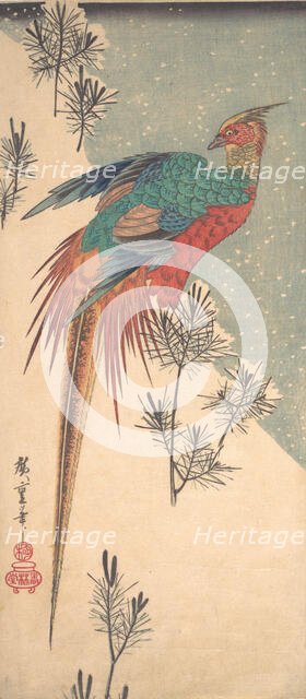 Golden Pheasant and Pine Shoots in Snow , ca. 1835., ca. 1835. Creator: Ando Hiroshige.