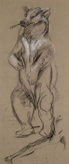 Study Of A Bear. Creator: John MacAllan Swan.