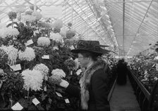Department of Agriculture Chrysanthemum Show, 1917. Creator: Harris & Ewing.