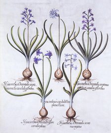 Varieties of Hyacinth with Bulb, from 'Hortus Eystettensis', by Basil Besler (1561-1629), pub. 1613 