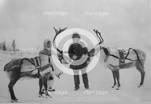 Tame reindeer, between c1900 and c1930. Creator: Unknown.