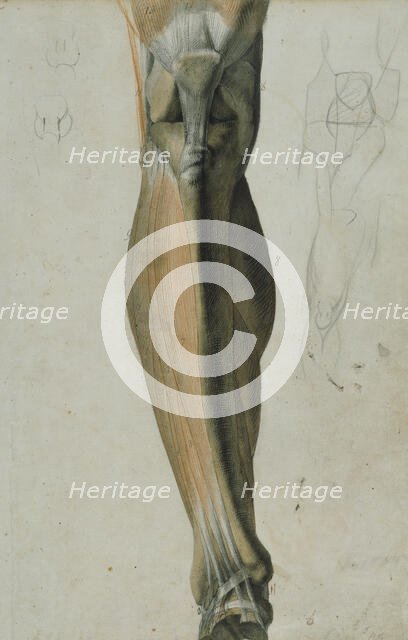 Anatomical drawing of the bones and muscles of the lower leg, 5 June, 1805. Creator: Benjamin Robert Haydon.