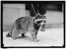 Raccoon, between 1913 and 1917. Creator: Harris & Ewing.