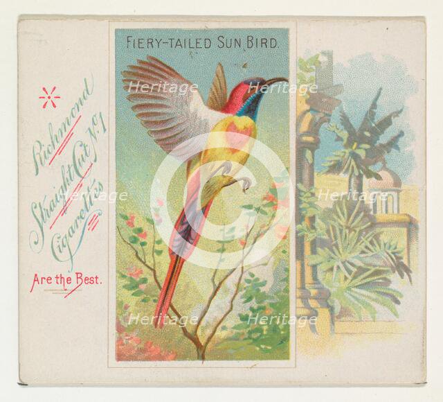 Fiery-Tailed Sun Bird, from Birds of the Tropics series (N38) for Allen & Ginter Cigarette..., 1889. Creator: Allen & Ginter.