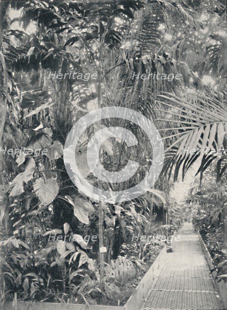 'Interior of the Great Palm House, Kew Gardens', 1904. Artist: Unknown.