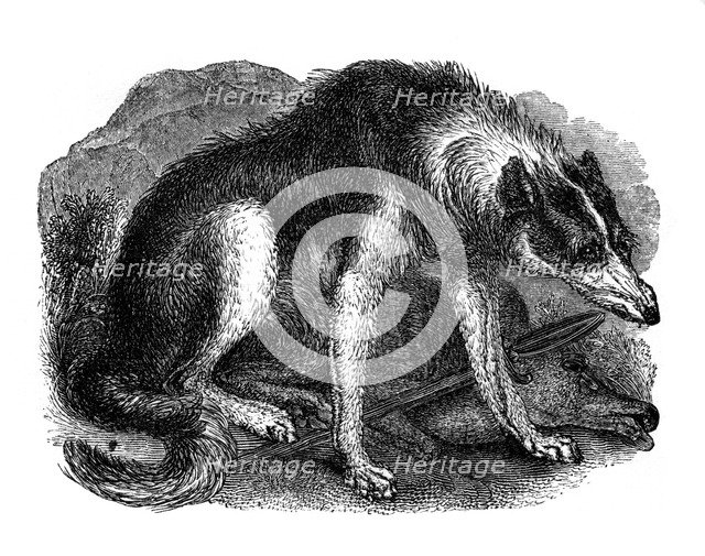 'Wolf dog', 1848. Artist: Unknown