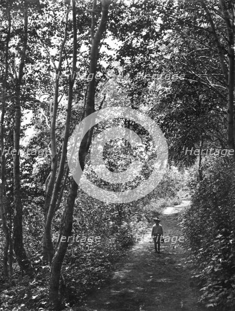 Road in the forest, 1910-1929. Creator: Ivan Emelianovich Larin.