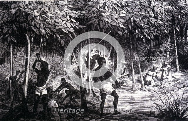 Collection of cocoa in the month of December, engraving of 1890.