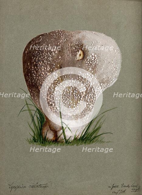 A puff ball (Lycoperdon species), 1886. Creator: Unknown.