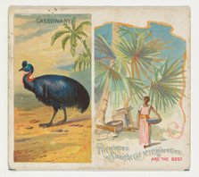 Cassowary, from Birds of the Tropics series (N38) for Allen & Ginter Cigarettes, 1889. Creator: Allen & Ginter.