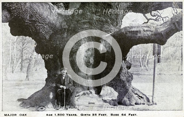 Major Oak, Edwinstowe, Sherwood Forest, Nottinghamshire, c1900. Artist: Unknown