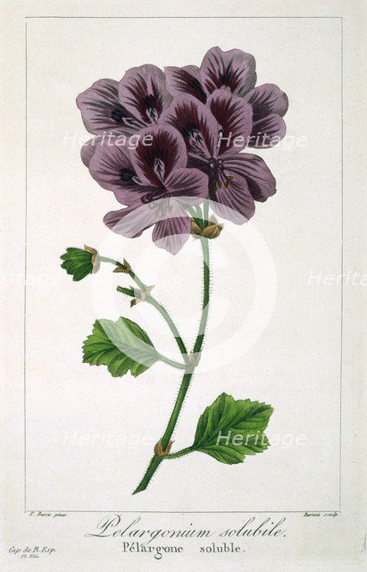 Pelargonium, pub. 1836. Creator: Panacre Bessa (1772-1846).