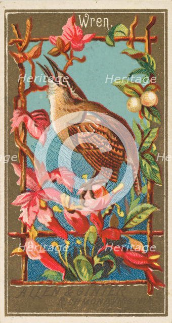 Wren, from the Birds of America series (N4) for Allen & Ginter Cigarettes Brands, 1888. Creator: Allen & Ginter.